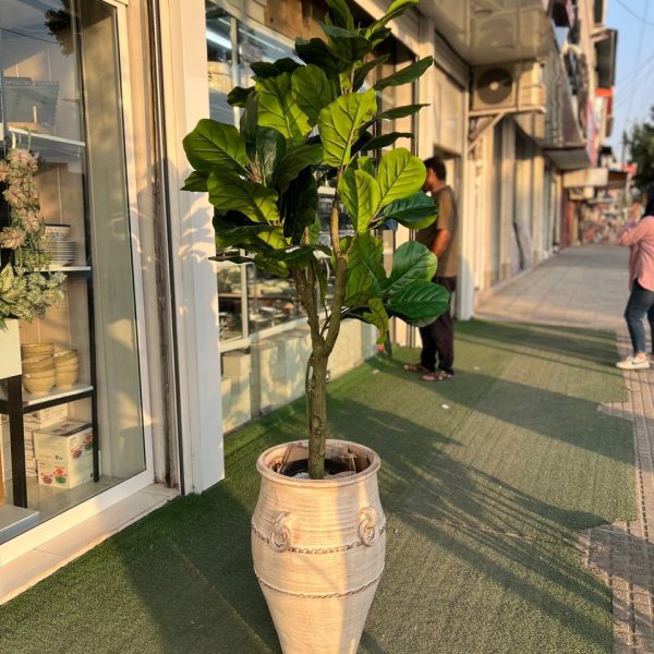 درختچه لیراتا